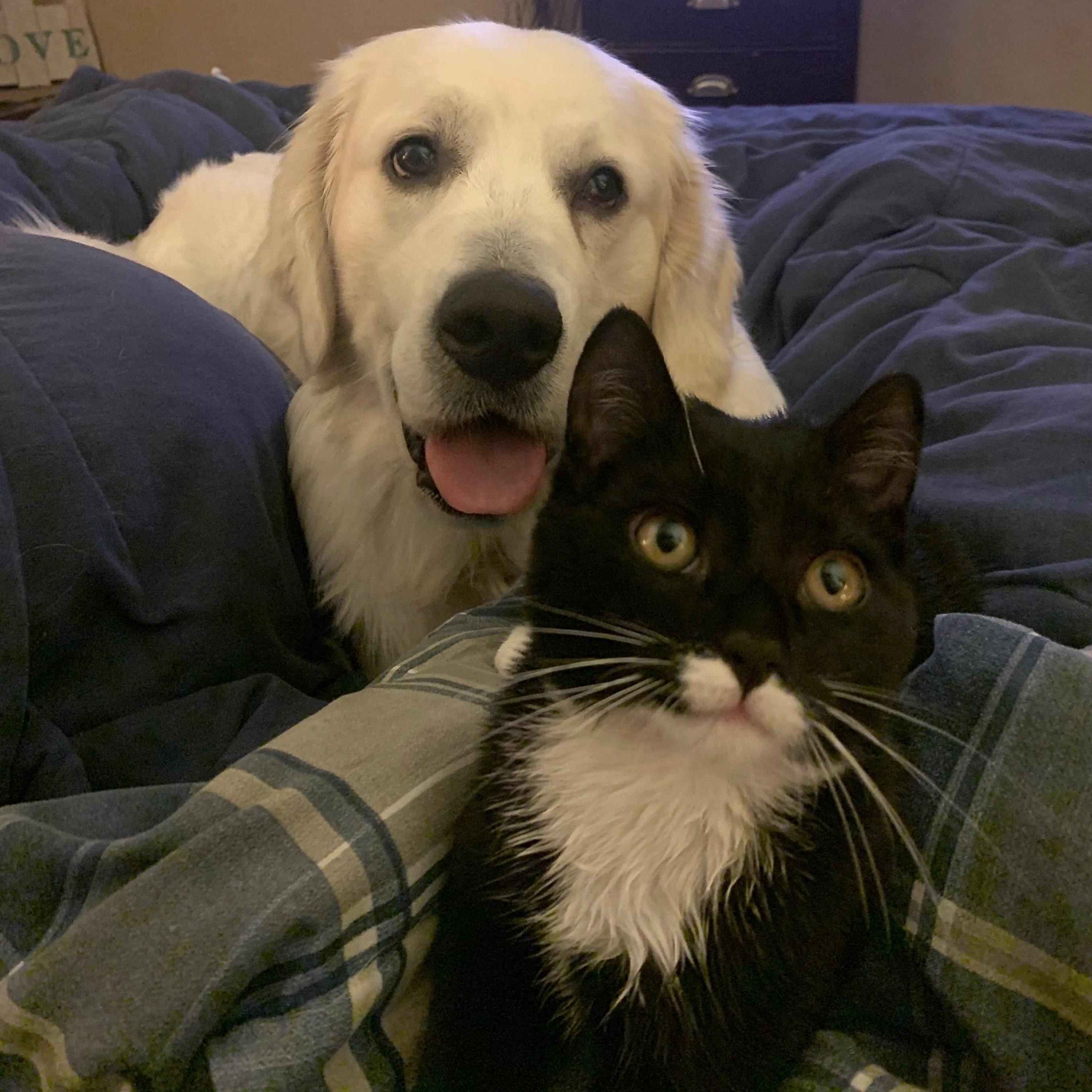 The couple adore their Golden Retriever "Bear" and their tuxedo cat "Calvin".