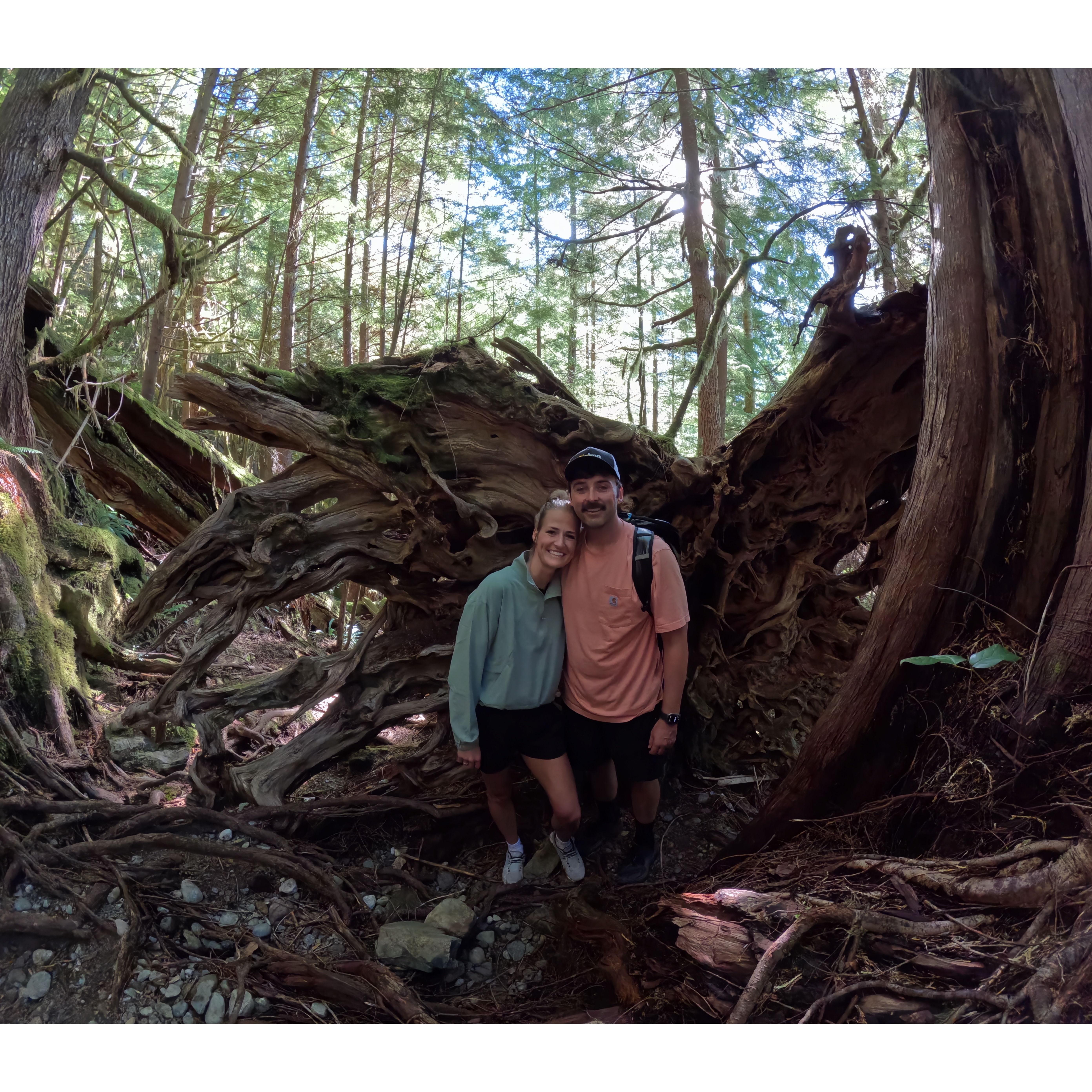 Penny Falls Hike & a lot of old trees