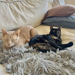 Peaches and Clove Fund