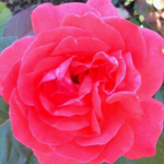 Lake Harriet Rose Garden (Lyndale Park)