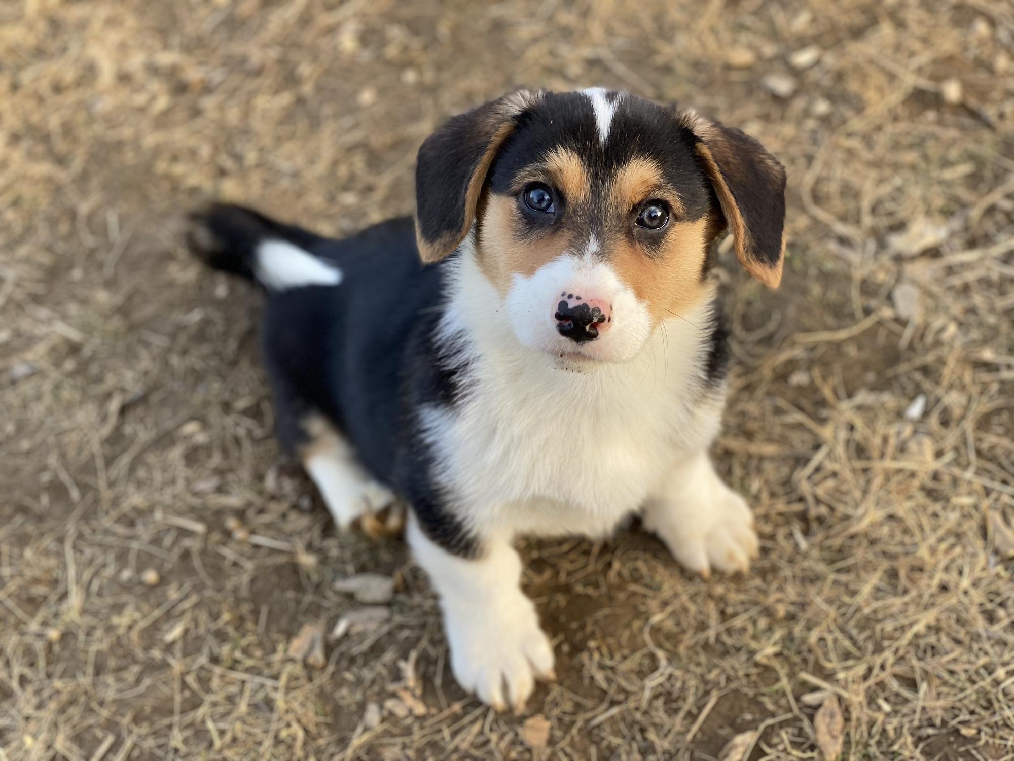 Piper (Willow x Archie’s 1st Puppy)