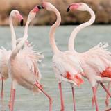 Flamingo Island