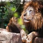 Greenville Zoo