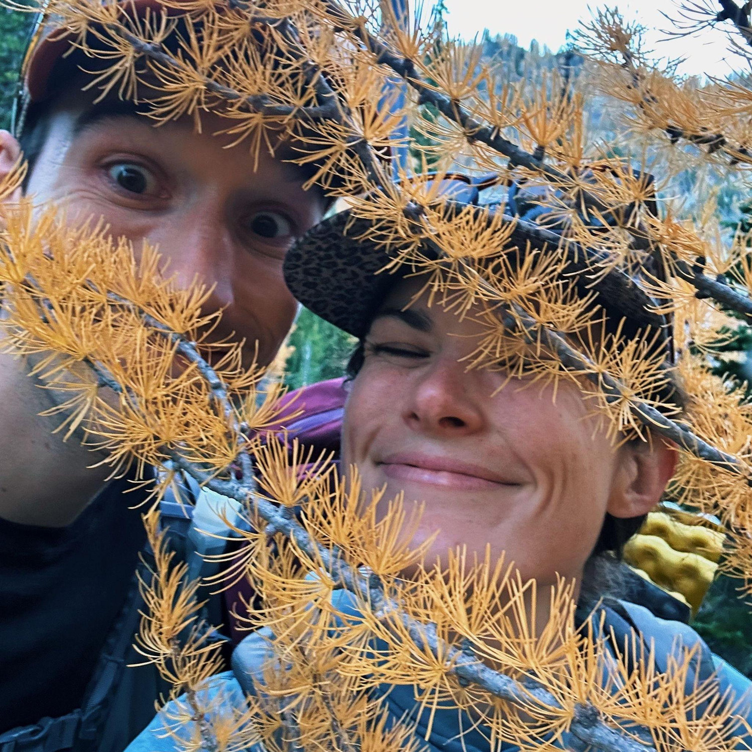 Larch peeping in the Bitterroots! October 2023