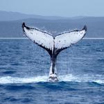 Whale Watching