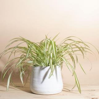 Bonnie Curly Spider Plant