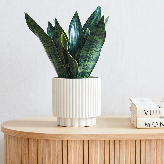 Faux Snake Plant & Fluted White Ceramic Indoor/Outdoor Tabletop Planter Set