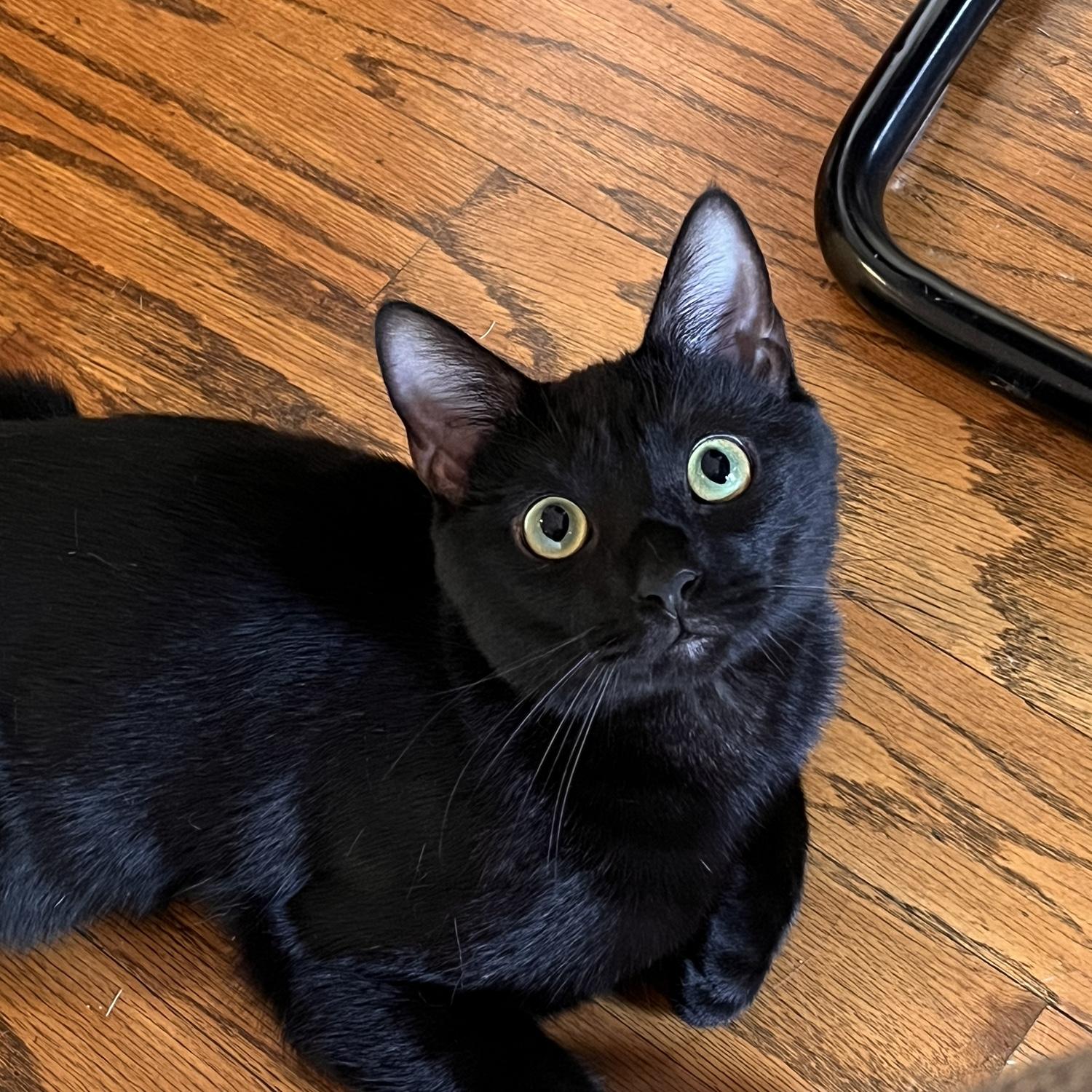 Bug