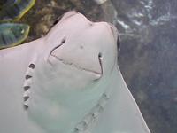 Omaha's Henry Doorly Zoo and Aquarium