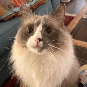 Meatloaf