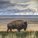 Antelope Island State Park