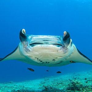 Swimming with the Manta Rays