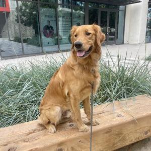 Dog Sitting During Wedding Week