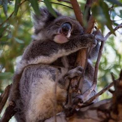Nocturnal Kangaroo and Koala Tour at Southern Ocean Lodge
