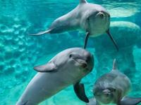 Georgia Aquarium