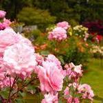 International Rose Test Garden