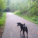 Headwaters Forest Reserve
