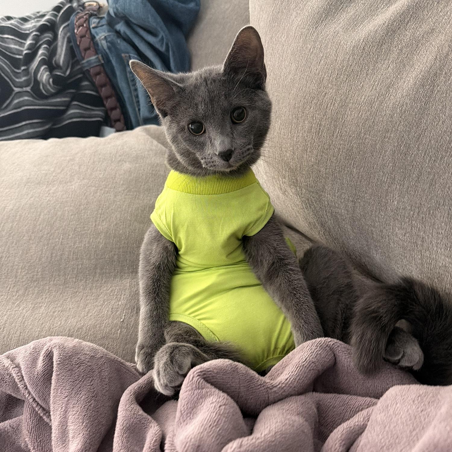 Is Hermes a cat or a human?