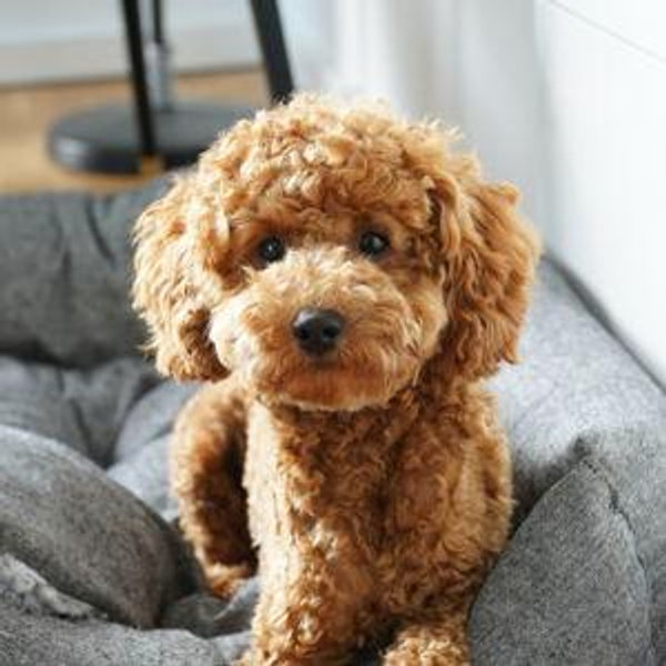 Our New Puppy