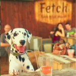Fetch Park & Ice House