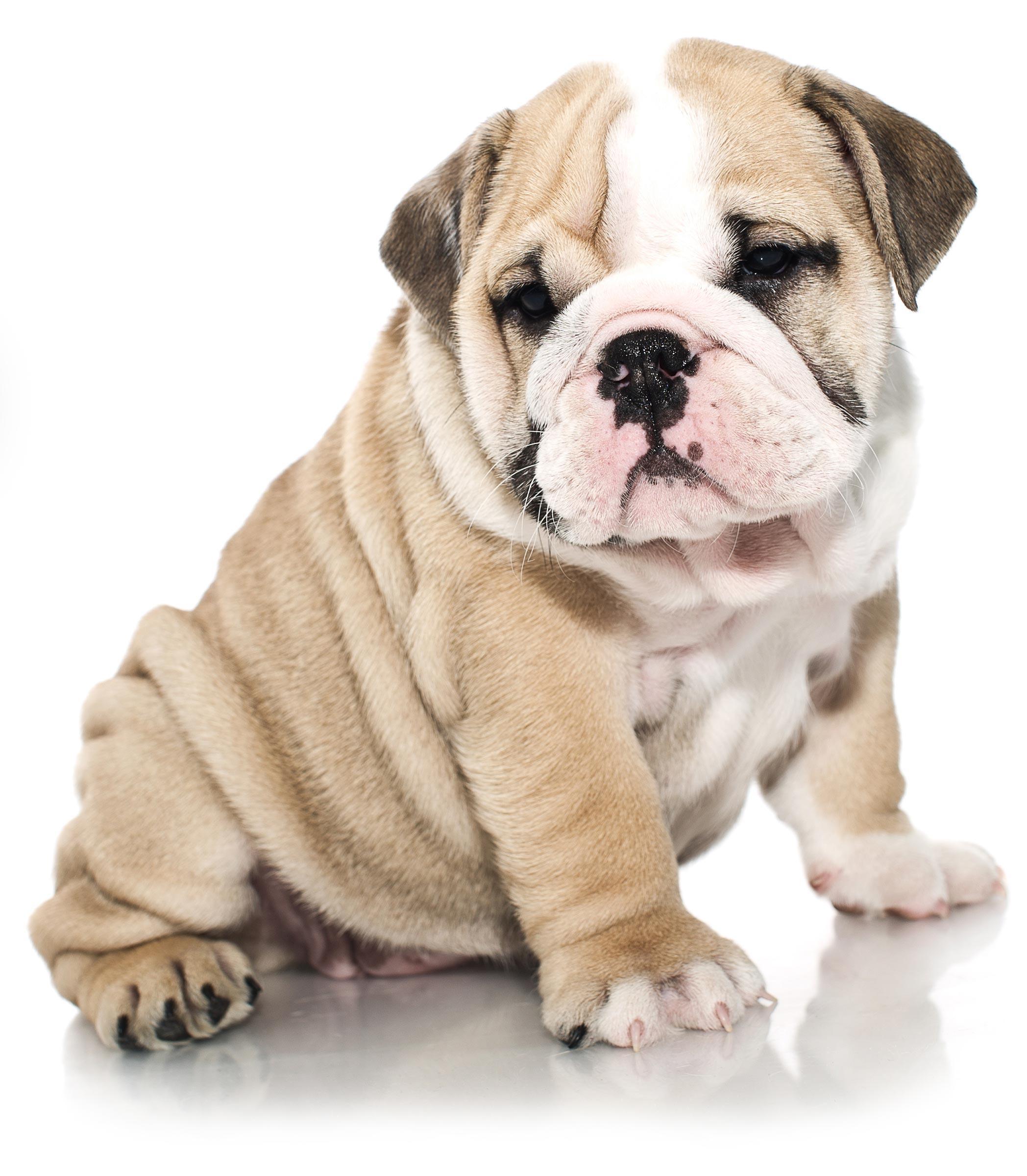 Our New Puppy