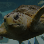 The Florida Aquarium