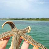 Dolphin & Snorkeling Tours