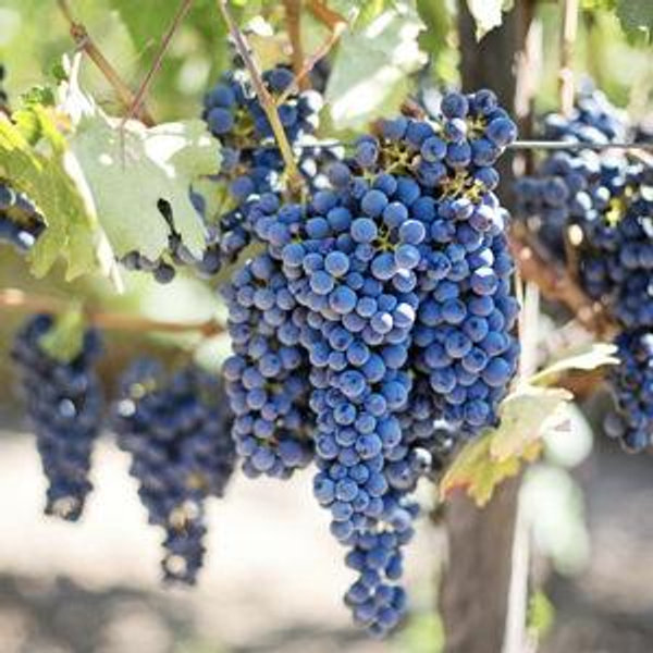 Wine Tour in Greece