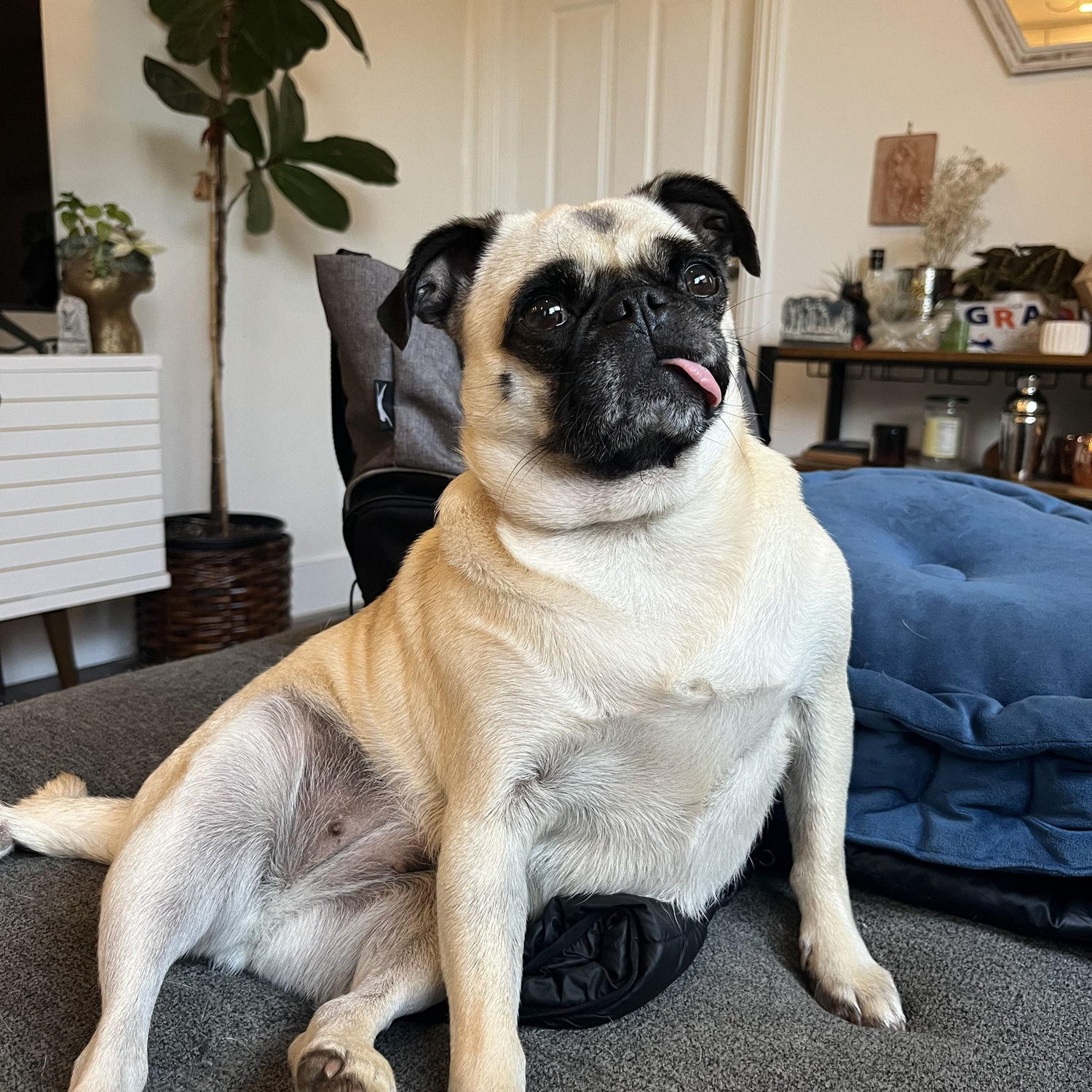 Turnip, the newest addition to our little family. Adopted Feb. 2024.
Tiny body, big personality.