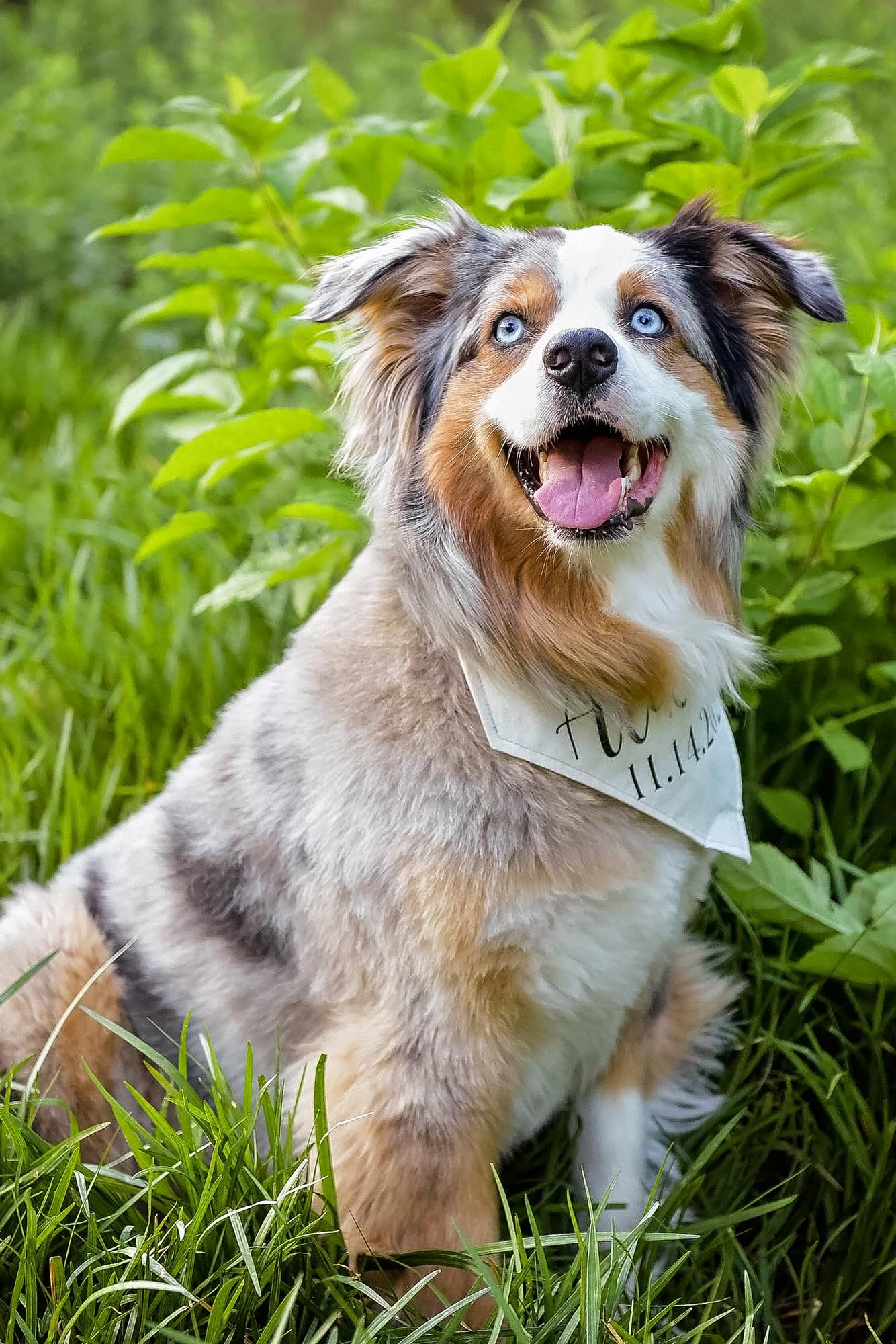 Our dog, Brady