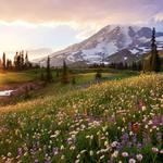 Mount Rainier