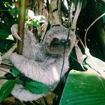 Sloth Sanctuary