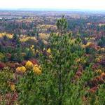 Black River State Forest