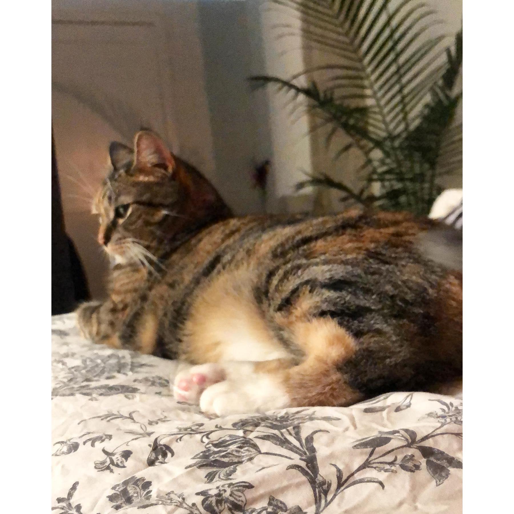 Our cat, Prin.