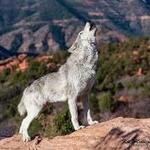 Colorado Wolf Adventures