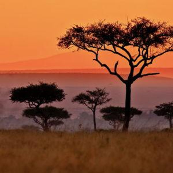 Honeymoon to Africa