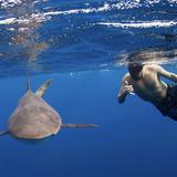 Snorkel with Sharks