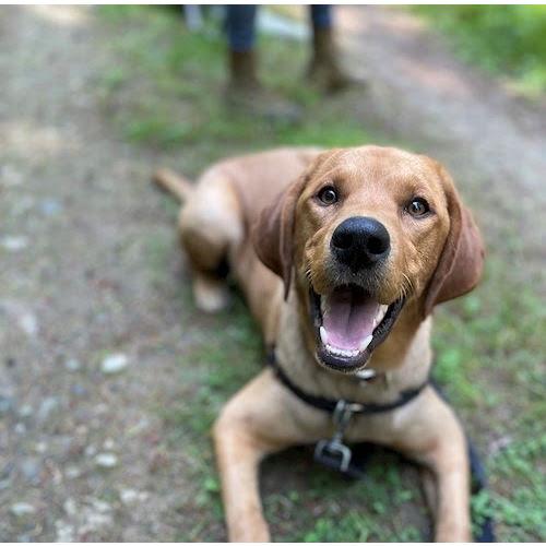 This is our sweet pup Boone, who joined our family in October 2022. He will NOT be at the wedding festivities, but we felt he should be included since he's part of our family.