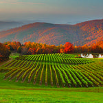 Burntshirt Vineyards