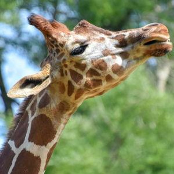 Donate to Maryland Zoo