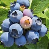 The Blueberry Patch