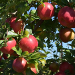 Afton Apple Orchard