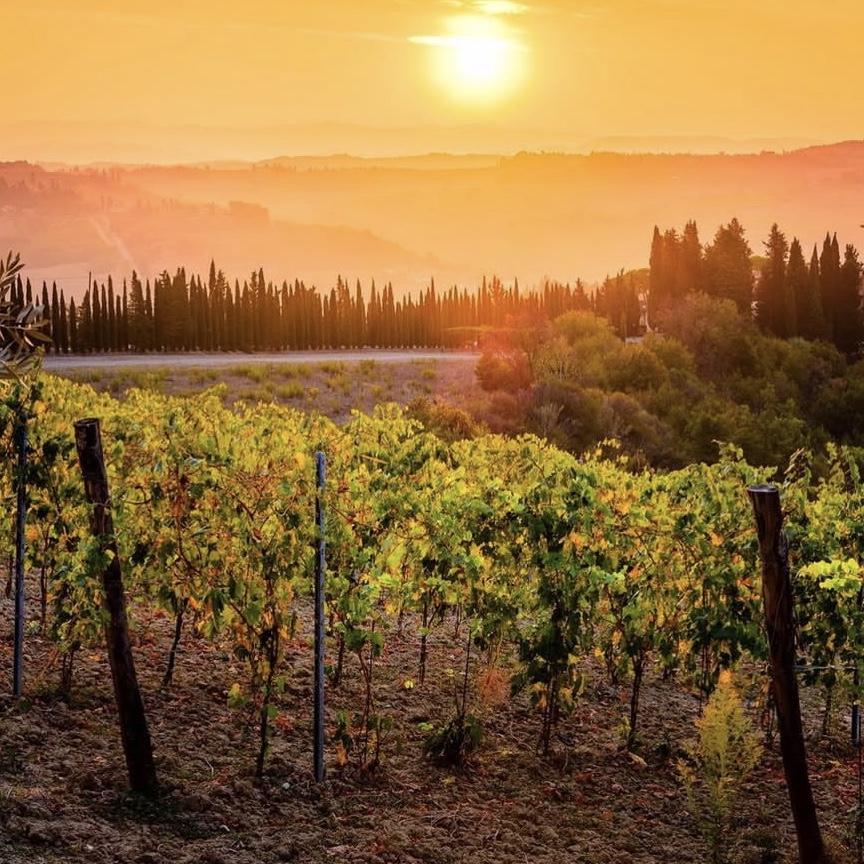 From the vineyard to the table every glass of wine here carries the story of people who pour love into the land.