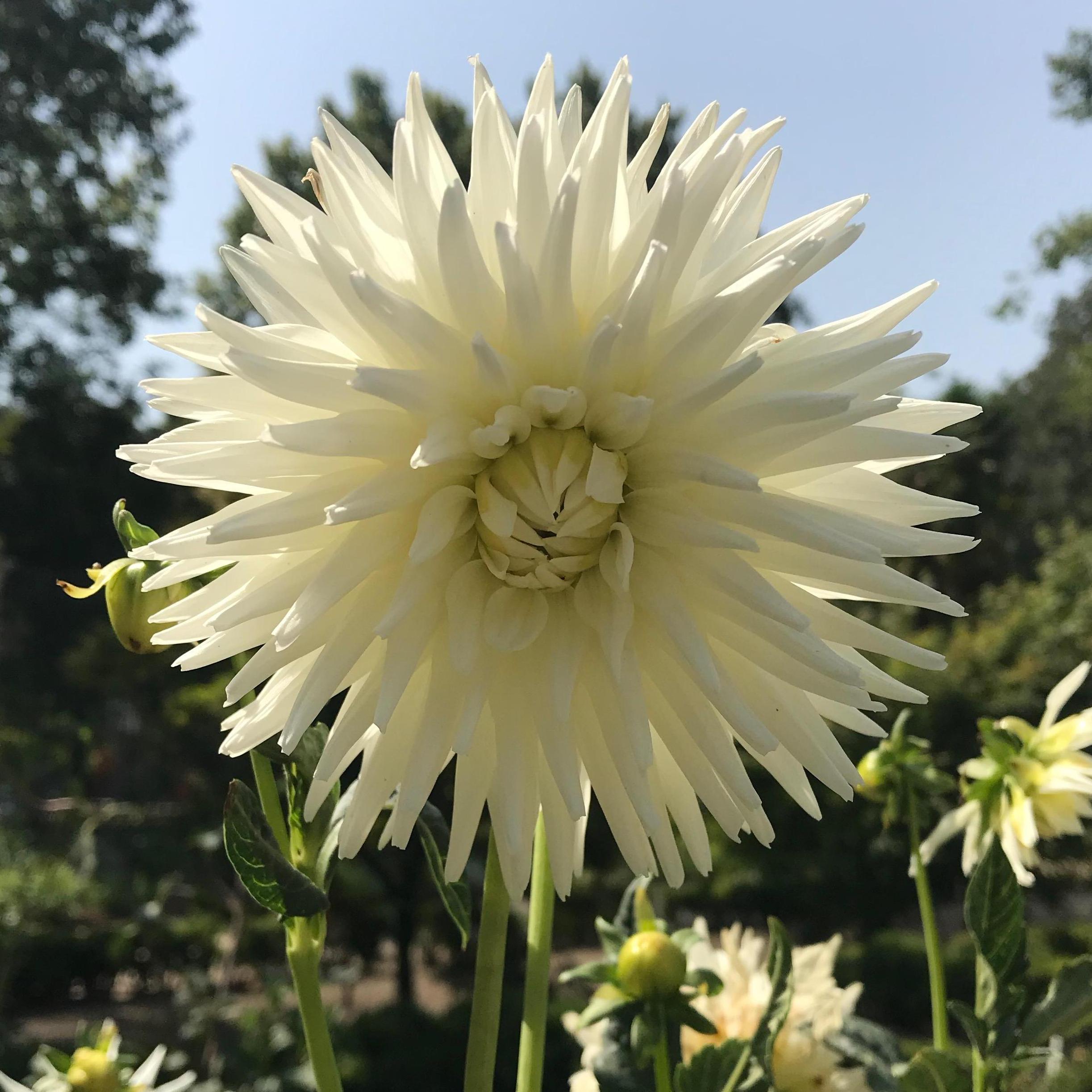 Real Jardín Botánico de Madrid, Madrid, Spain.
