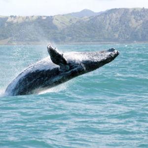 Whale Watching Tour