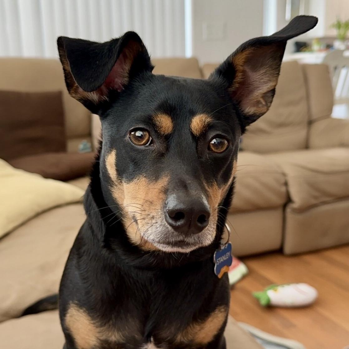 Stanley Toy & Treat Fund