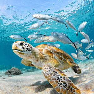 Honeymoon Excursion: Snorkeling with Sea Turtles