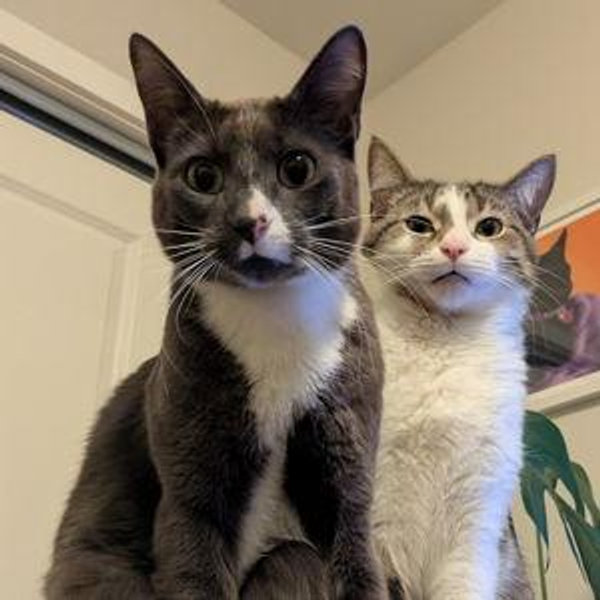 Our Pet Toy Fund