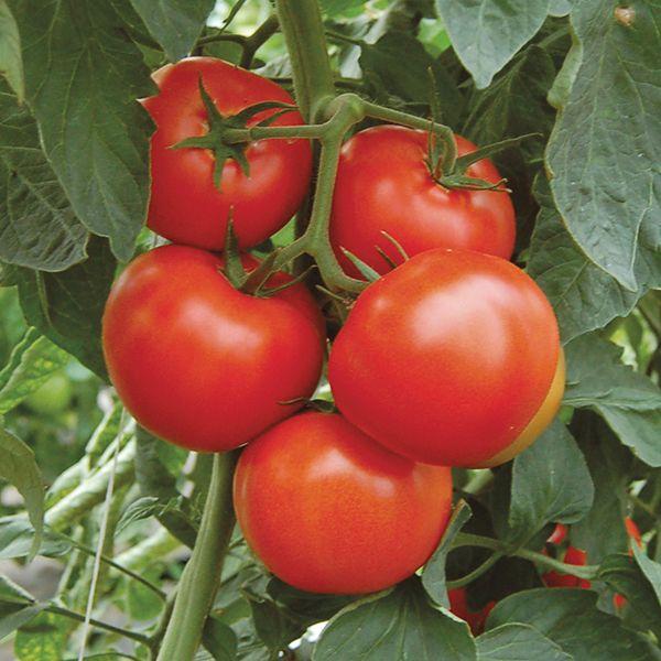 Arbason F1 Tomato seed