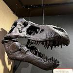 Museum of the Earth